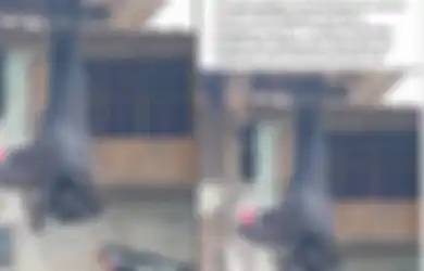 Viral, Heboh Ada Kelelawar Ukurannya 'Sebesar Manusia' Yakni 1,7 Meter, Foto ini Menjadi Buktinya
