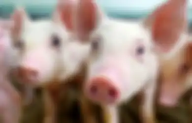 Hendak Beri Makan Babi yang Kelaparan, Wanita ini Justru Tewas Dimakan Babi Peliharaannya