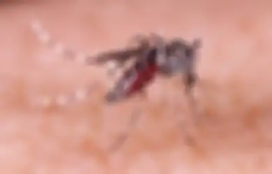 Waspadai, Begini Proses Nyamuk Aedes Aegypti Menularkan Demam Berdarah
