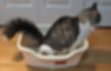 Alasan Dibalik Kucing Buang Kotoran ke Pasir, Kirain Jaga Kebersihan, Nyatanya Bukan