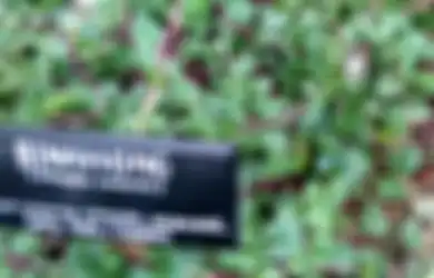 Ini 15 Manfaat Kesehatan Daun Binahong, yang Kedua Luar Biasa!
