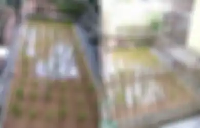 Bapaknya Bikin Ngakak Tetangga, Warga Tangerang Ini Ceritakan Awal Mula Ayahnya Tanam Padi di Teras Rumah, Beralaskan Keramik dan Dikelilingi Pagar