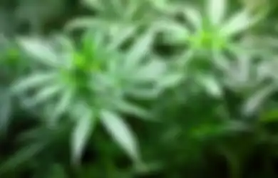 Heboh Ganja Jadi Tanaman Obat, Kementerian Pertanian Beri Penjelasan