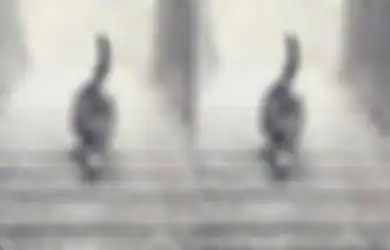 Hayo Kucing Ini Sedang Naik Atau Turun? Tes Sederhana Ini Bisa Bongkar Kepribadianmu yang Sebenarnya