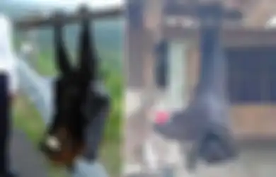 Ingat Foto Kelelawar Seukuran Manusia yang Viral? Ternyata Emang Beneran Ada Di Dunia Nyata