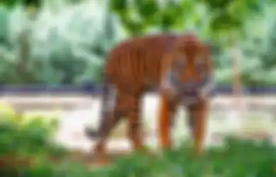 5 Hewan yang Ternyata Bisa Menyimpan Dendam ketika Disakiti