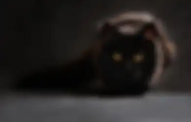 Selundupin Narkoba ke Penjara, Kucing Ini Berulah dan Ditangkap Polisi