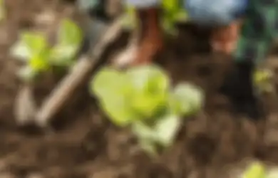 Hobi Berkebun? Trik Berikut Bisa Kamu Gunakan Untuk Merawat Tanaman! Ampuh Hilangkan Jamur dan Serangga