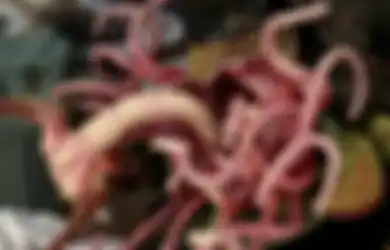 Misterius dan Kontroversial, Monster Laut 520 Juta Tahun Ini Punya 18 Tentakel di Mulutnya, Bisakah Anda Bayangkan Semenarik Apa Itu?