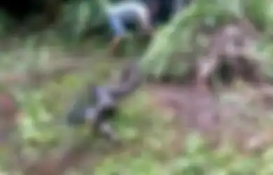 Tepat di Depan Mata Orang-orang yang Hanya Menonton Tanpa Sudi Menolongnya, Bocah 13 Tahun Ini Meregang Nyawa dalam Lilitan Ular Sanca Raksasa