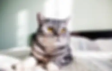 Jangan Tertipu Kelucuan Hewan Berbulu Ini, Kucing Justru Dianggap Lebih Berbahaya dan Rentan Terhadap Penularan Covid-19, Waspadalah!