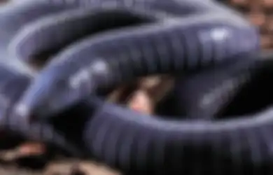 Ngeri! Ini Dia Penampakan Amfibi Pertama yang Berbisa Seperti Ular