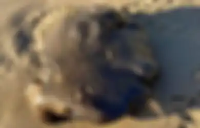 Disebut Harganya Tembus Rp14 Miliar Gumpalan Misterius Hitam Mirip Lendir  Ini Ditemukan di Pantai Negara Tetangga Indonesia Ini, Memangnya Benda Apa Itu?
