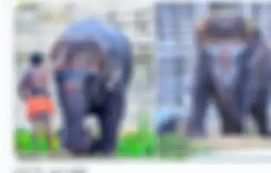Viral Gajah Lucu Asal India yang Punya Gaya Rambut Bob, Gemesin