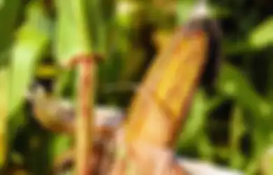Jawaban Tulislah Ide Pokok dan Informasi Penting dari Teks Berjudul Bagaimana Jagung Berkembang Biak