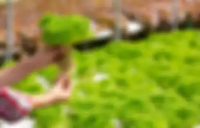 4 Tips Menanam Tanaman Secara Hidroponik di Ruang Terttup, Bisa Dilakukan di Rumah atau Kos-kosan