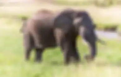 280 Gajah Mati karena Virus Misterius,  Belum Kelar Pandemi Covid-19 Para Ahli Dibuat Khawatir Virus Gajah akan 'Menyeberang' ke Manusia
