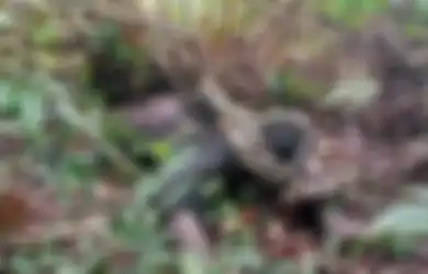 Orang Rimba Ditemukan Tewas Dililit Ular Sanca Sepanjang 3 Meter, Sempat Lakukan Perlawanan Namun Gagal