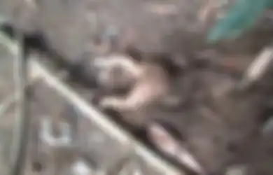 Bikin Geger, Tak Pedulikan Nasib Darah Dagingnya Sendiri, Ini Pengakuan Wanita yang Bayinya Diseret oleh Anjing di Hutan Cibungur Tasikmalaya