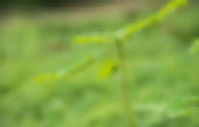 Sering Diabaikan dan Dianggap Tanaman Liar, Meniran Bisa Sembuhkan Segala Jenis Penyakit