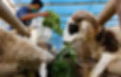 Hari Raya Idul Adha Tinggal Menghitung Hari, Kementan Rilis Protokol Kesehatan Pelaksanaan Kurban di Tengah Pandemi