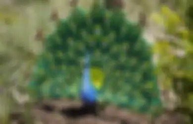 Bukan Asli, Hewan-hewan di Kebun Binatang Ini Terbuat dari LEGO