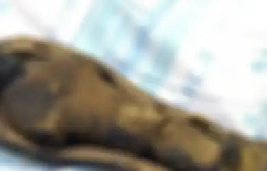 Umurnya 3.000 Tahun, Rumah Sakit di Israel Sedang 'Menangani Mumi Anak' yang Berpotensi Menjadi Makam Firaun Ini: 'APakah Itu Anak Kecil?'
