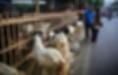 Hari Raya Idul Adha 2021 Sudah di Depan Mata, Simak Waktu Tepat Menyembelih Hewan Kurban Serta 5 Keutamaan Berkurban