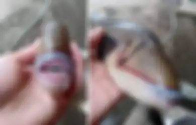Viral Penampakan Ikan dengan Bibir dan Gigi Mirip Manusia, Ini Faktanya
