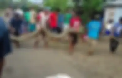 Kisah-kisah Pertarungan Warga vs 'Monster' Ular Piton, Berikut Ini Cerita dan Faktanya, Termasuk Piton 7 Meter yang Serang Orang Saat Mandi