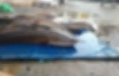 Naik Pangkat hingga Dihargai Rp35 Juta, Ikan Gabus yang Dulunya Jadi Sajian di Meja Makan Kini Diburu Orang untuk Jadi Ikan Hias