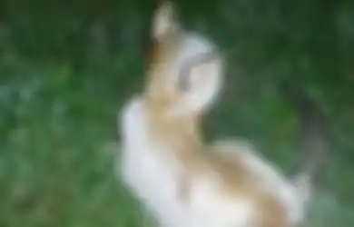 Viral Video Anak Kucing Dibakar Hidup-hidup, Ada Hadiah Uang Puluhan Juta Buat yang Berhasil Temukan Pelaku