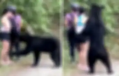 Nekat Ajak Beruang Liar Selfie, Kelompok Pengunjung Ini Alami Hal Tak Terduga