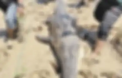 Dianggap Biang Keladi Hilangnya Warga Sekitar Secara Misterius, Warga Kaget Temukan Buaya Seberat 350 Kg Mengambang Mati, Saat Dibedah Isi Perutnya Bikin Jantungan