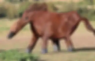 Lucu Abis, Dari Gambar Imajinasi Bocah, Pria Ini 'Ciptakan' Beragam Spesies Hewan Baru