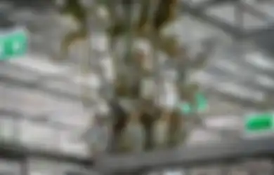 Lagi-Lagi Dari China, Ada Virus Baru yang Berasal dari Monyet Menginfeksi Manusia, Satu Orang Sudah Tewas Jadi Korbannya