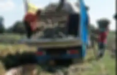 Nyesel Baru Tahu Sekarang, Air Rebusan Nanas Ternyata Simpan Segudang Manfaat Luar Biasa untuk Tubuh, Ini yang Bakal Dirasakan Setelah Rutin Diminum