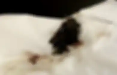 Sempat Dikira Gumpalan Bumbu Kaldu, Satu Keluarga Ini Malah Temukan Hal Menjijikan yang Bikin Mual, Bahkan Harus Buru-buru Tes Corona