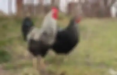 Gara-gara Keseringan Injak Kotoran Ayam, Pasangan Suami Istri Ini Bangun Tembok 1 Meter dan Kasusnya Berakhir di Pengadilan