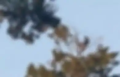 Goler di Rerumputan Udah Biasa, Pria Ini Piknik di Pucuk Pohon Setinggi 18 Meter
