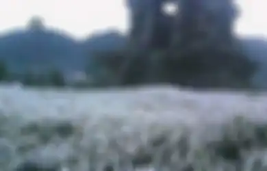 Embun Es Muncul di Dieng Secara Mengejutkan, Ternyata Ini Penyebabnya!