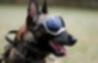 Tingkat Akurasi Tinggi, Anjing yang Bisa Mendeteksi Virus COVID-19 Akan Ditempatkan di Bandara!