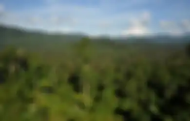 Ditipu di Malaysia, Pria Ini Jalan Kaki Masuki Hutan Nunukan yang Dipenuhi Binatang Buas Selama 8 Hari, Hanya Makan Garam dan Vetsin, Begini Kondisinya Ketika Ditemukan Warga