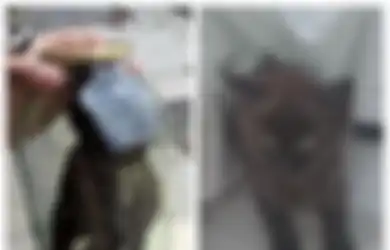 Nuraninya Udah Mati, Pria Ini Tega Siksa Anak Kucing dalam Toples hingga Kehabisan Nafas, Pelaku Saat Ditangkap: Mengapa Harus Ribut, Itu Permainan Biasa