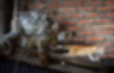  India Dilanda Perang Antar Geng Monyet, Renggut Nyawa 7 Manusia Dalam Tiga Bulan, Ini Kronologisnya!