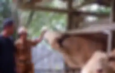 Hari-hari Terakhir Sebelum Disembelih, Sapi-sapi yang Dibeli Jokowi Diperlakukan Bak Sultan, Tidur di Atas Karpet Mewah Hingga Ritual Mandinya yang Spesial Agar Tak Masuk Angin!