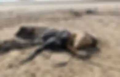 Warga Kota Ini Bingung Ada Bangkai Super Bau di Tepi Pantai, Diduga Sapi hingga Alien: 'Betapa Aneh 2020, Alien Telah Tiba'