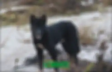 Inilah Cerita Dingo, Anjing Bernyanyi Papua yang Konon Tak Bisa Menggonggong dan Bisa Berubah Jadi Manusia