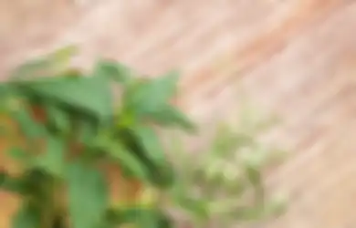 Punya Segudang Khasiat, Tanaman Herbal Ini Ternyata Juga Ampuh Sembuhkan Pasien Covid-19
