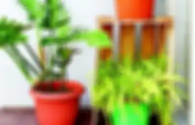 Tanaman Hias Daun Paling Banyak Dicari dari Masa ke Masa, Yuk Kenali!